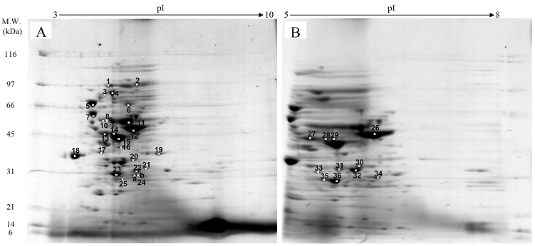 Int J Biol Sci Image