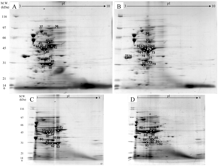 Int J Biol Sci Image