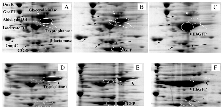 Int J Biol Sci Image