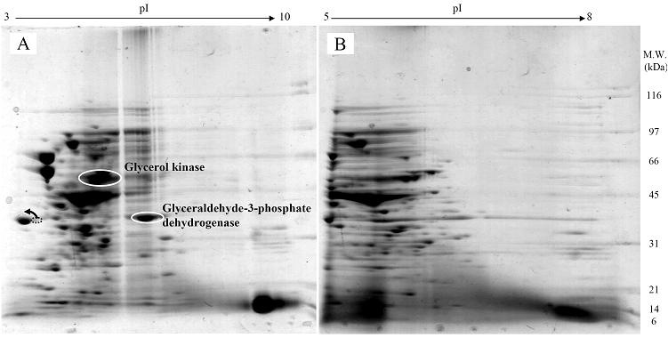 Int J Biol Sci Image