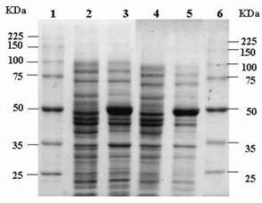 Int J Biol Sci Image