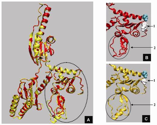 Int J Biol Sci Image