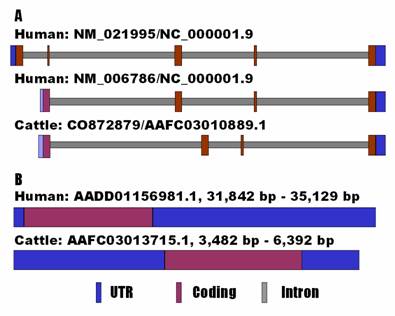 Int J Biol Sci Image