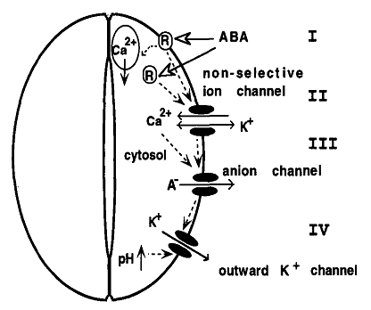 Int J Biol Sci Image