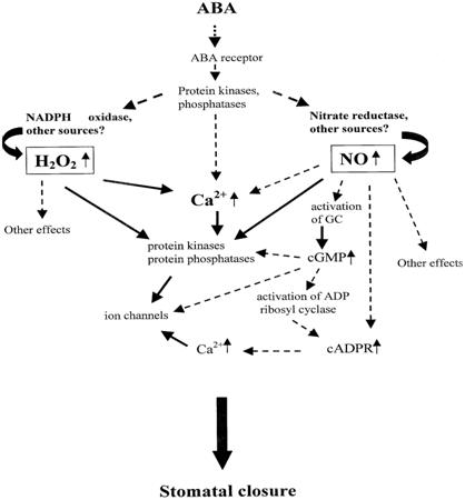 Int J Biol Sci Image