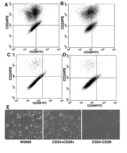 Int J Biol Sci Image