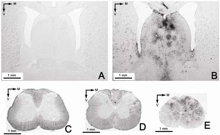 Int J Biol Sci Image