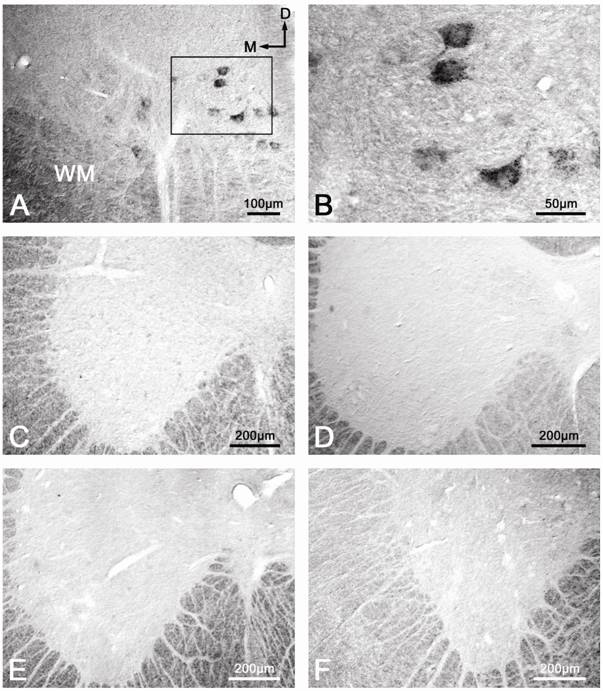 Int J Biol Sci Image