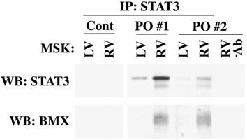 Int J Biol Sci Image