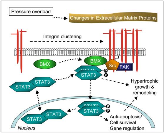 Int J Biol Sci Image