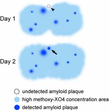 Int J Biol Sci Image