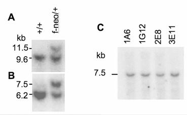 Int J Biol Sci Image