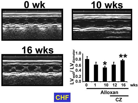 Int J Biol Sci Image