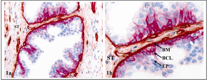 Int J Biol Sci Image