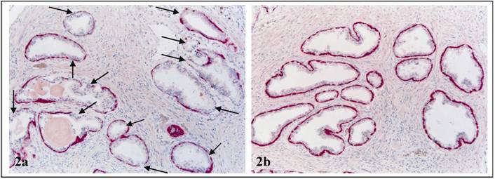 Int J Biol Sci Image