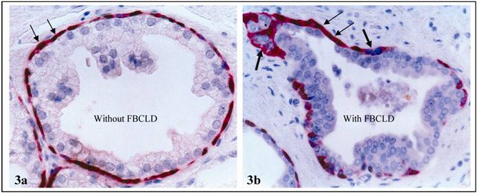 Int J Biol Sci Image