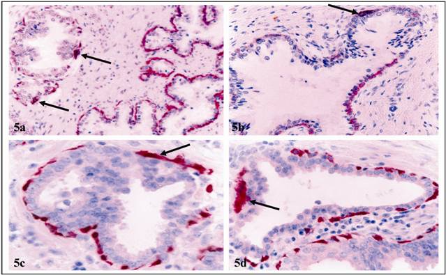 Int J Biol Sci Image