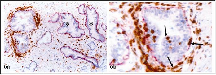 Int J Biol Sci Image