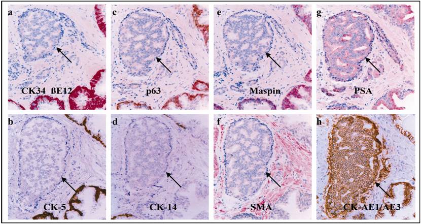 Int J Biol Sci Image