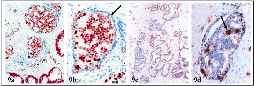 Int J Biol Sci Image