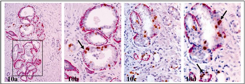 Int J Biol Sci Image