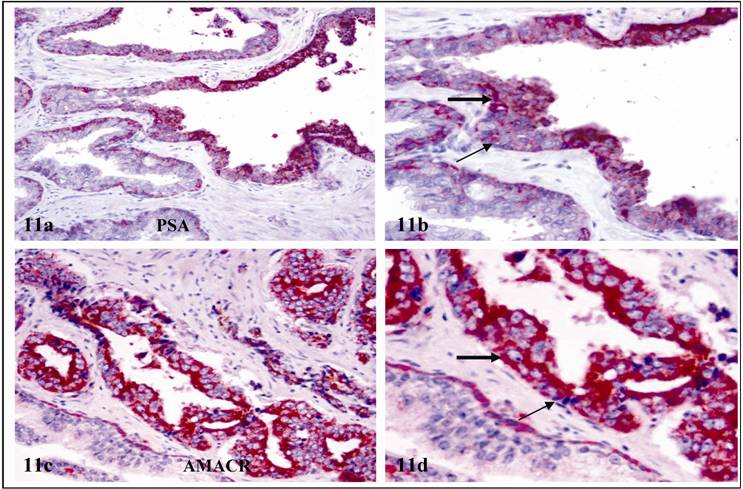 Int J Biol Sci Image