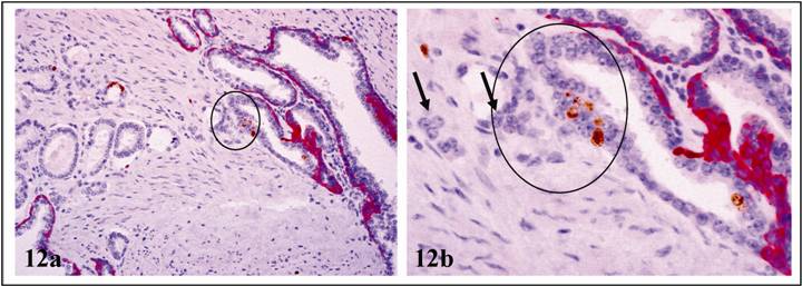 Int J Biol Sci Image