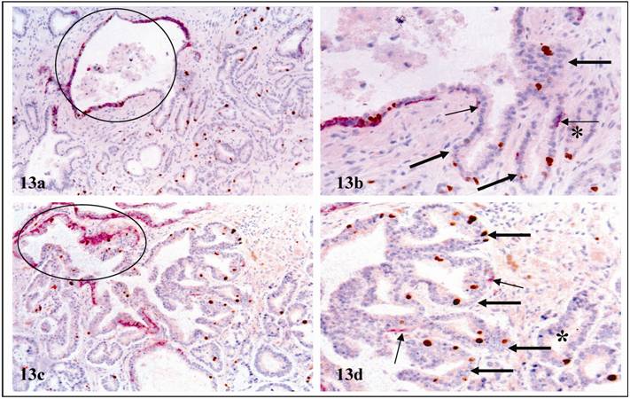 Int J Biol Sci Image