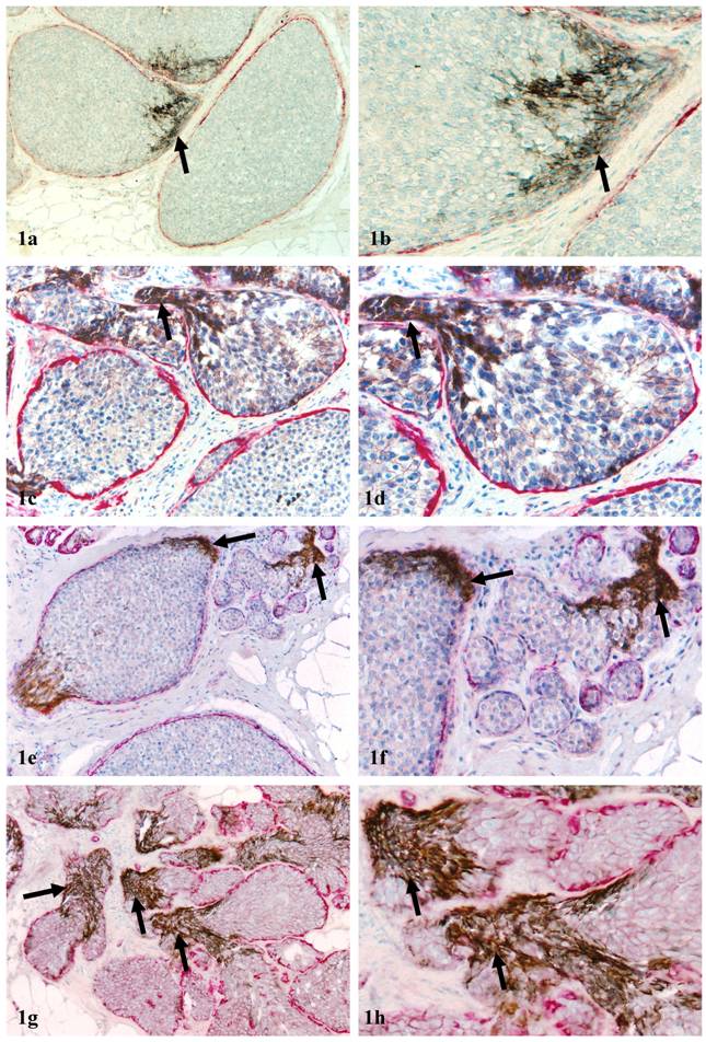 Int J Biol Sci Image