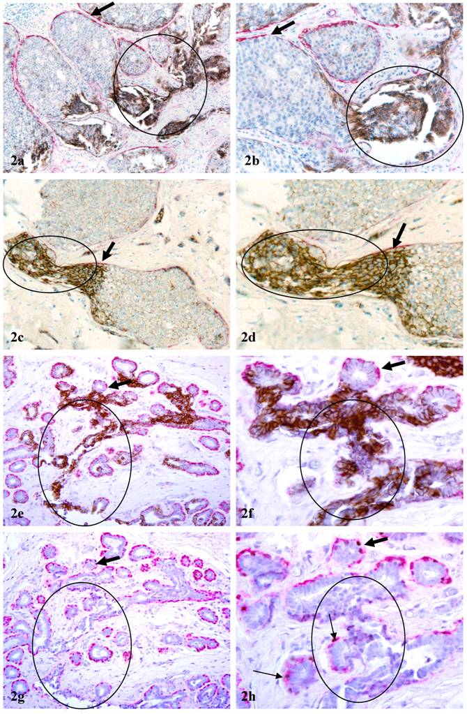 Int J Biol Sci Image