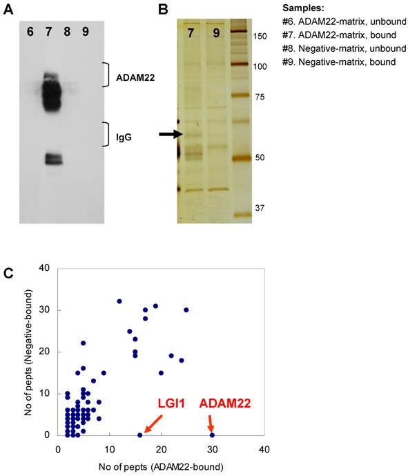 Int J Biol Sci Image