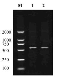 Int J Biol Sci Image