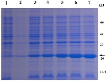 Int J Biol Sci Image