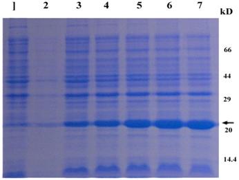 Int J Biol Sci Image