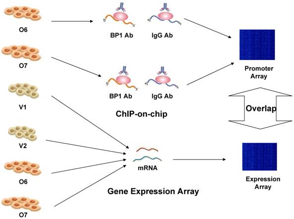 Int J Biol Sci Image