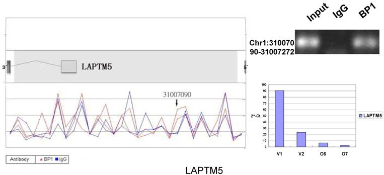 Int J Biol Sci Image