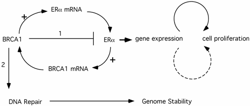 Int J Biol Sci Image