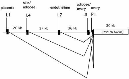 Int J Biol Sci Image