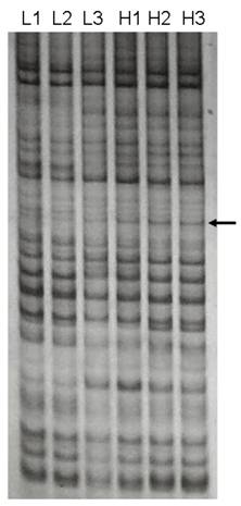 Int J Biol Sci Image