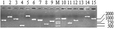 Int J Biol Sci Image