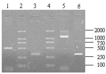 Int J Biol Sci Image