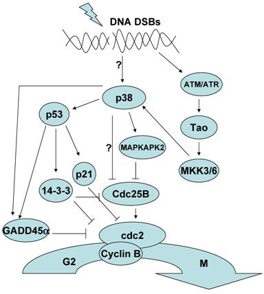 Int J Biol Sci Image