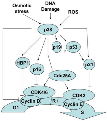 Int J Biol Sci Image