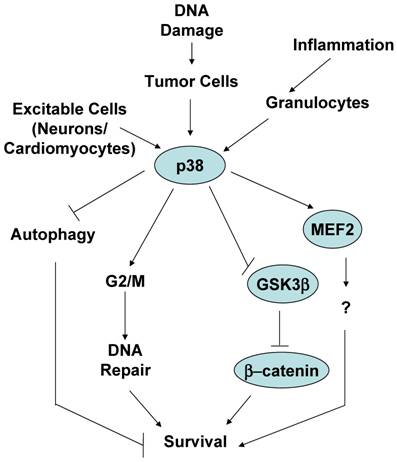 Int J Biol Sci Image