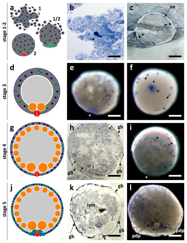 Int J Biol Sci Image