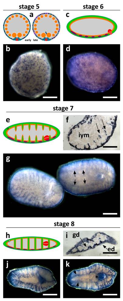 Int J Biol Sci Image