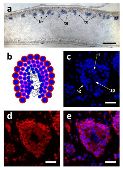 Int J Biol Sci Image