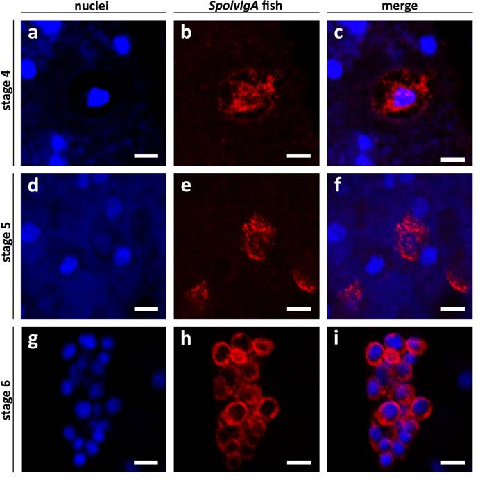 Int J Biol Sci Image