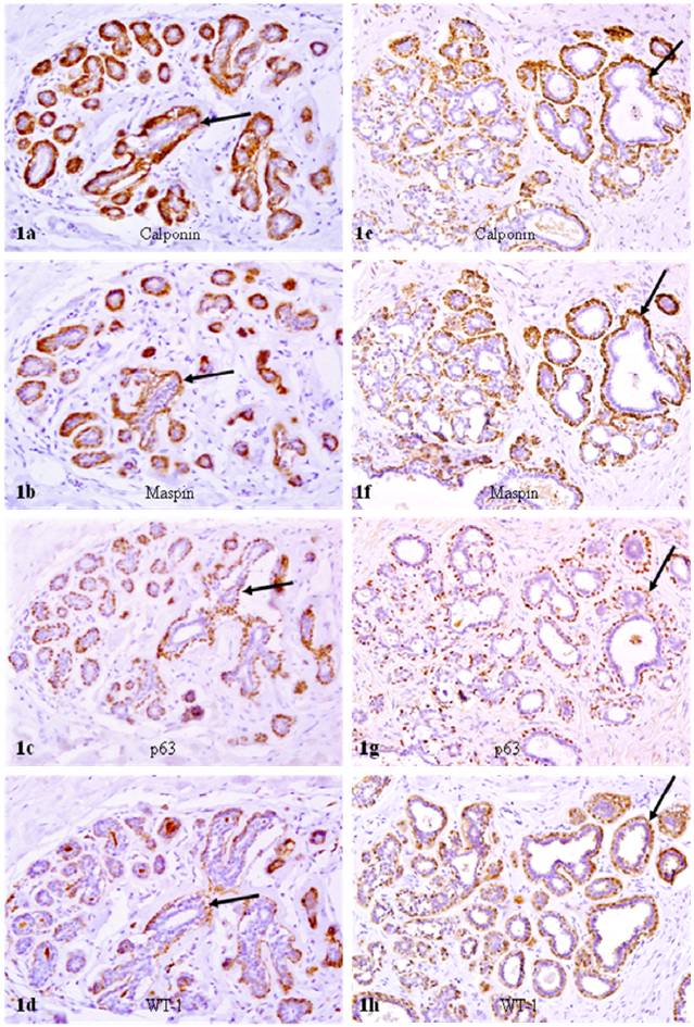 Int J Biol Sci Image
