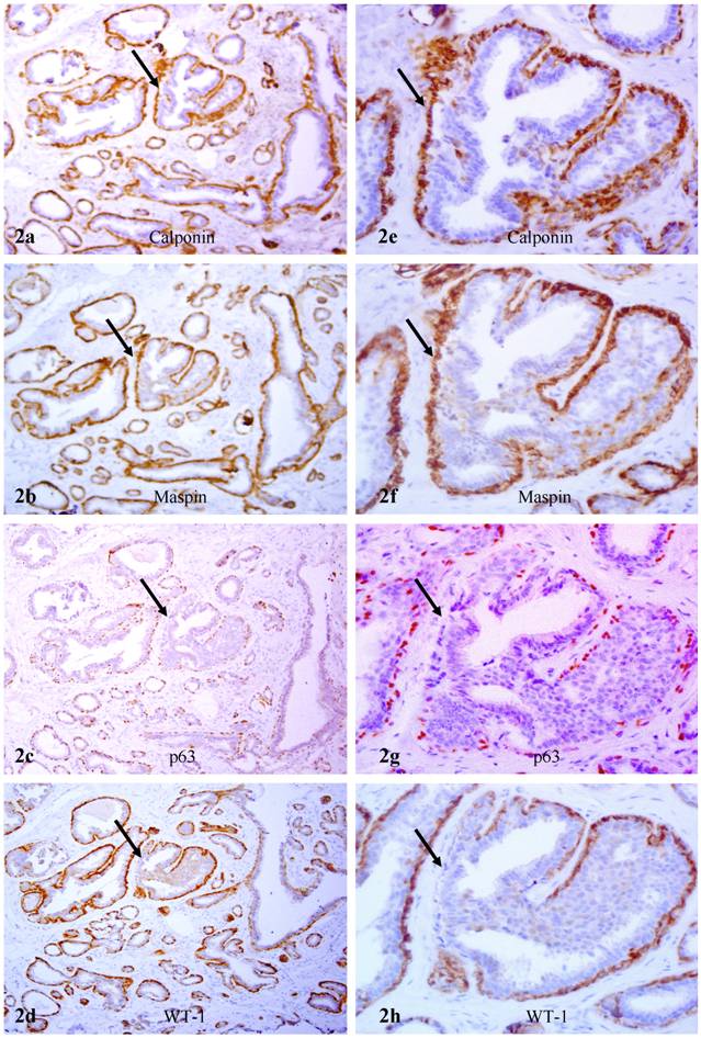 Int J Biol Sci Image